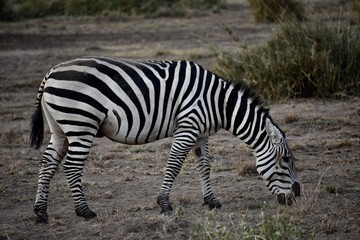 Fototapeta na wymiar Zebra Full-Frame Eating Grass, Amboseli, Kenya