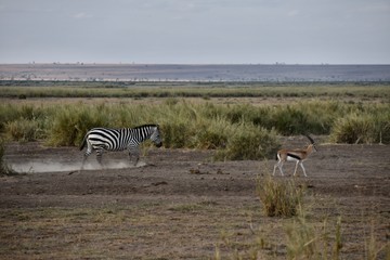 Fototapeta na wymiar Zebra Galloping and Gazelle, Amboseli National Park, Kenya