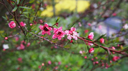 Pink Red Peach Bloom Flower Branch with green leaves