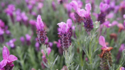 Purple Violet Flower