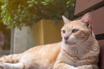 Light orange cat lying on a wooden bench under the warm sunlight, cute animal