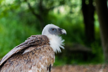 a griffon vulture perched on his innkeeper