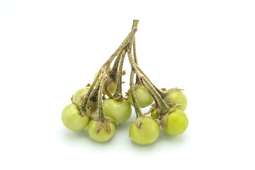 Solanum indicum L. isolated on white background, Thai herb used to treat fever,cough,remove...