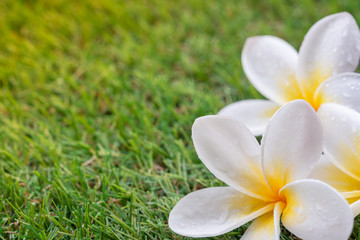 white plumeria or frangipani flowers on blurred green grass background with copy space, fragrant and beautiful used to welcome in a luxury spa