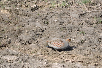 A portrait of a grey partridge walking on the ground