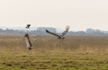 Two birds Khaunos torquatus initiating flight 01