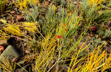 yellow flowers in the garden