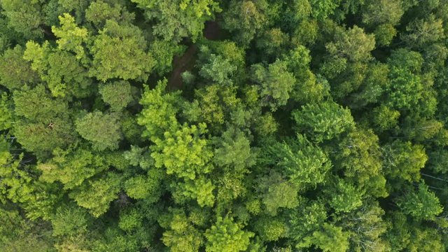 Mixed forest of Siberia in the summer. Aerial view.