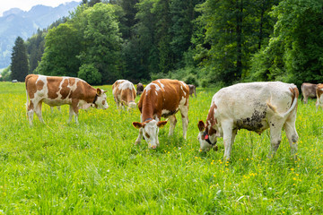 Fototapeta na wymiar Cow eating green grass on summer field.