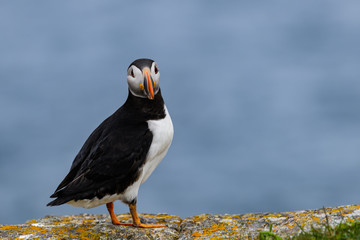 Atlantic Puffin Standing on Cliff Ledge on Blue Background
