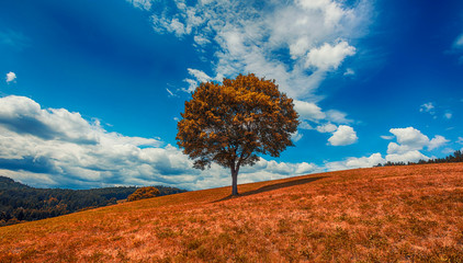 lonely tree at hill side