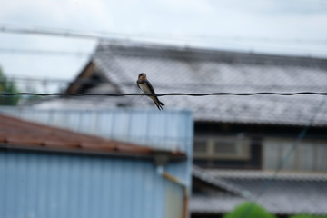 電線のツバメ