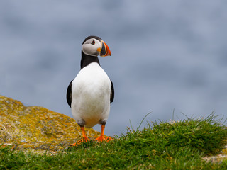 Atlantic Puffin Standing on Cliffs Rock, Portrait