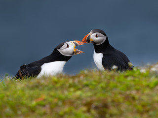 Two Atlantic Puffins Standing on Cliffs Rock and Arguing, Portrait