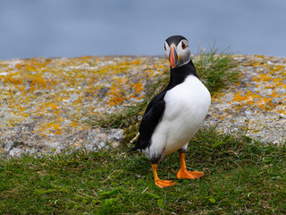 Atlantic Puffin Standing on Cliffs Rock, Portrait