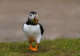 Atlantic Puffin Walking on Cliffs Rock and Holding Grass in its Beak, Portrait