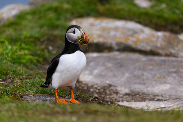 Atlantic Puffin Standing on Cliffs Rock and Holding Grass in its Beak, Portrait