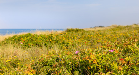 Beach on the peninsula Hyllekrog