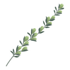 Olive  plant. Watercolor. Vector illustration.