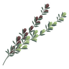 Olive  plant. Watercolor. Vector illustration.