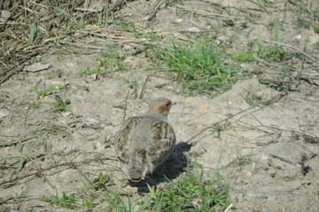 A portrait of a grey partridge walking on the ground, green grass