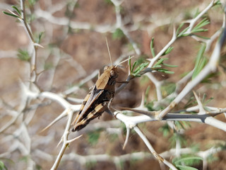 Cavalletta