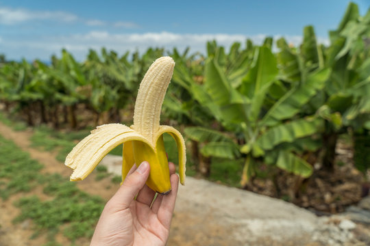 Bio Banane gesch&auml;lt in Hand auf &Ouml;ko Bananen-Plantage im Sommer