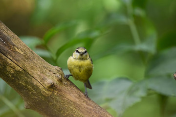 Blue tit on a branch