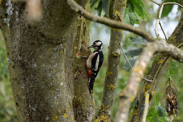 greater spotted woodpecker on a tree