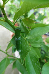 chenillae avant transformation