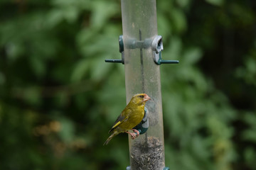 greenfinch on a feeder