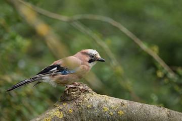 Jay on a branch