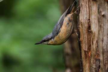 Nuthatch on a tree