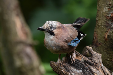 Jay on a branch