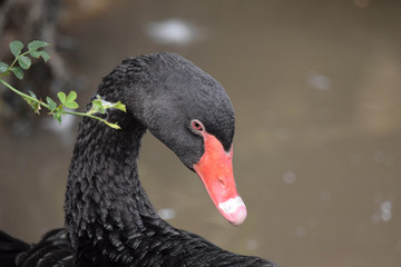 portrait of a black swan