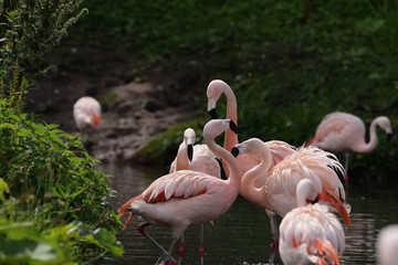 group of pink flamingos