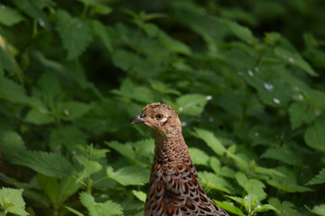 Pheasant strecthing its neck