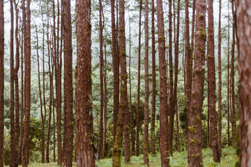 Nature green pine forest