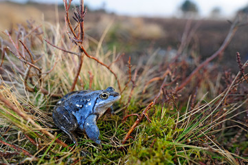 Moorfrosch (Rana arvalis) im Diepholzer Moor - Moor frog