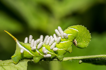 Tobacco Hornworm covered with braconid wasp eggs.