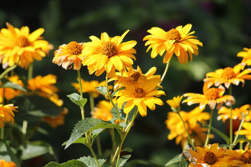 Yellow flowers of large-flowered tickseed (Coreopsis grandiflora) in garden