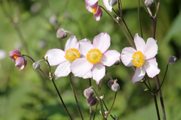 Pink flowers of Japanese anemone (Anemone hybrida) on flowerbed