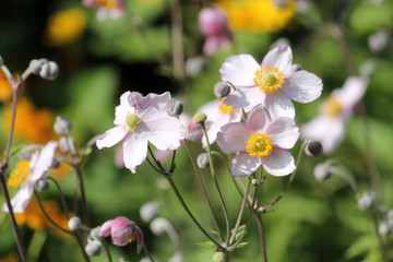 Pink flowers of Japanese anemone (Anemone hybrida) on flowerbed