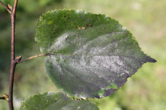 Sooty mold on green leaf of Tilia cordata or Small-leaved lime