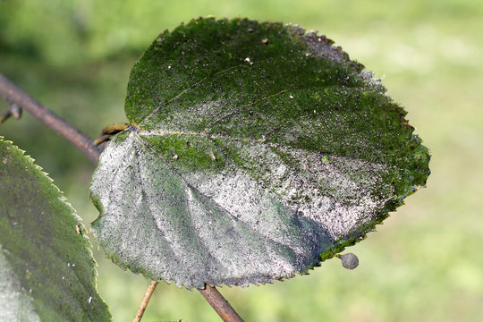 Sooty mold on green leaf of Tilia cordata or Small-leaved lime
