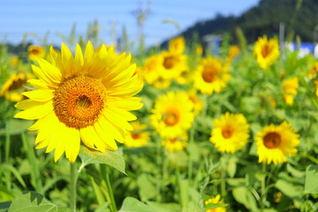 ひまわり 青空