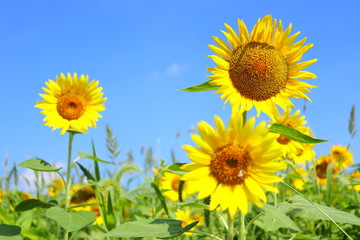 ひまわり 青空