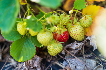 Fresh strawberry plants in the farm landscape