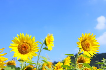 Fototapeta premium ひまわり 青空