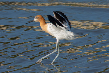 American avocet landing in the wild 